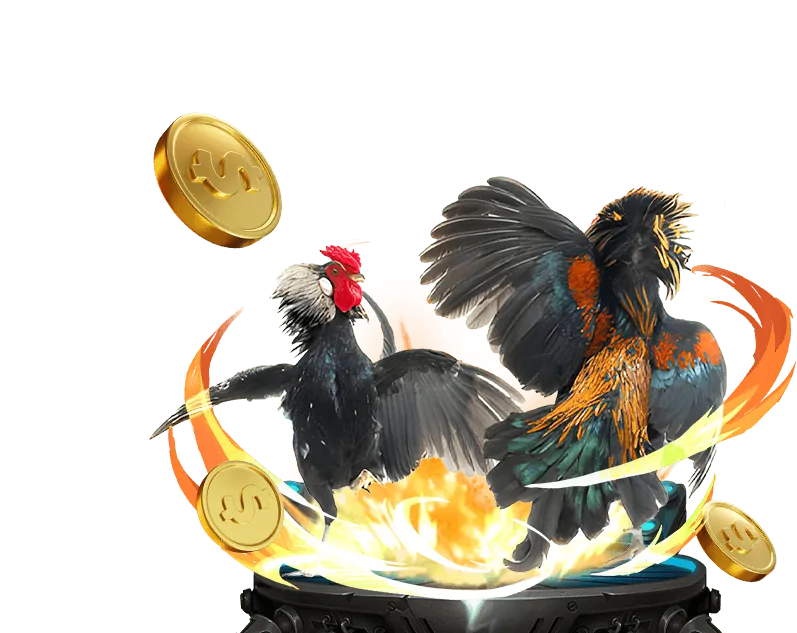 Phân tích lối đá của gà tre và gà nòi trong cá cược trực tuyến BK8 40