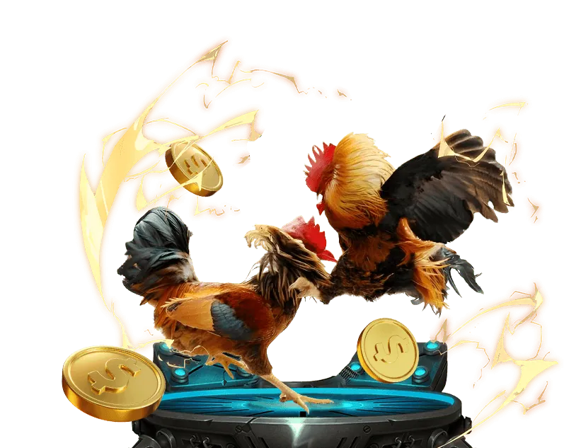 Gà đá được cân và phân loại theo trọng lượng trước trận đấu tại sới gà trực tuyến BK8 40